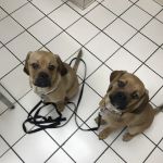 Coventry Animal Hospital