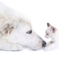 Green Lane Veterinary Hospital ico