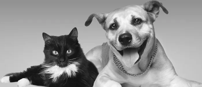 Green Lane Veterinary Hospital Picture 7