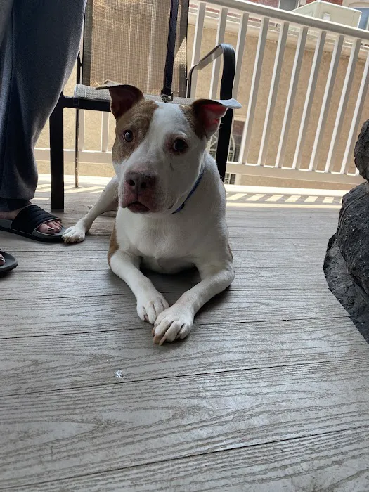 Pottstown Animal Wellness Services Picture 1