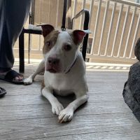 Pottstown Animal Wellness Services ico