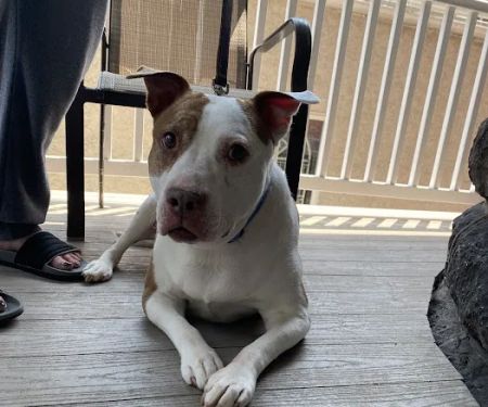 Pottstown Animal Wellness Services
