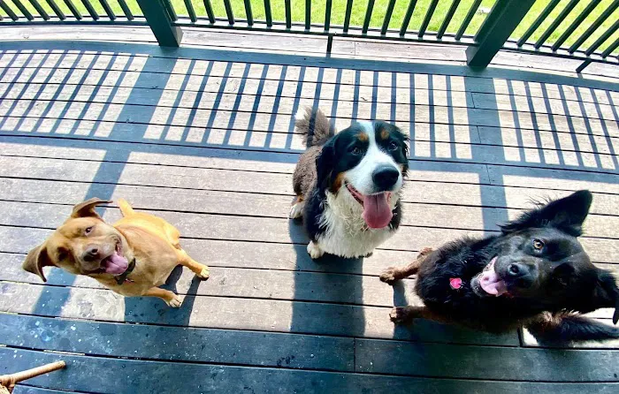 Pottstown Animal Wellness Services Picture 5