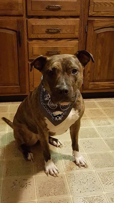Pottstown Animal Wellness Services Picture 9