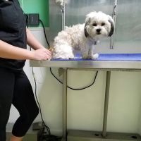 Pottsgrove Animal Hospital ico