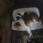 Pottsgrove Animal Hospital: Shreves Donald DVM