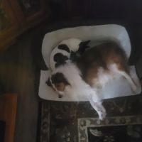 Pottsgrove Animal Hospital: Shreves Donald DVM ico