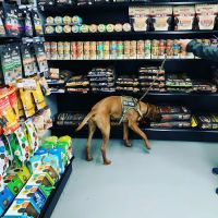 FurEver Friends Hudson Valley ico