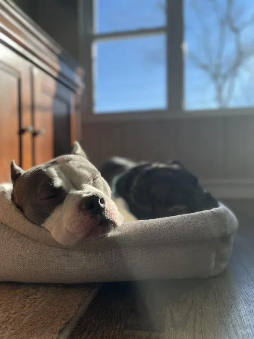 FurEver Friends Hudson Valley Picture 4