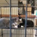 Pennridge Animal Hospital