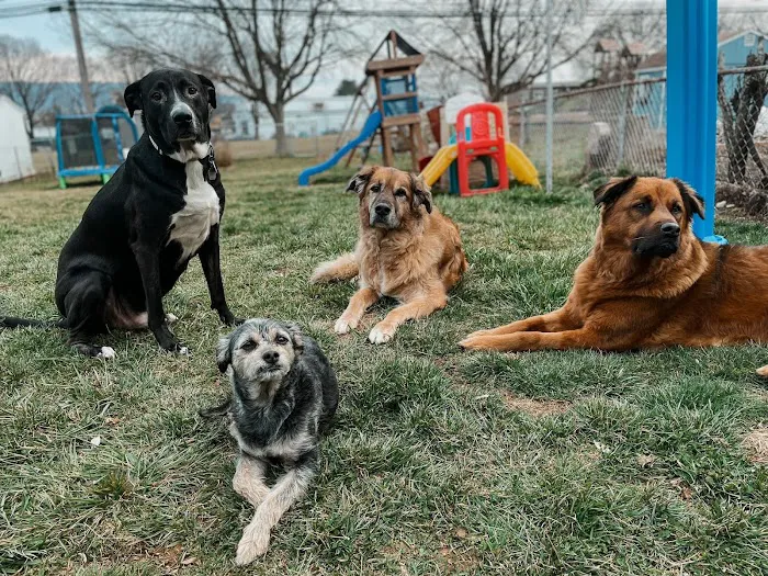 Pennridge Animal Hospital Picture 7