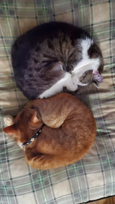 For Cats Only Veterinary Clinic Picture 1