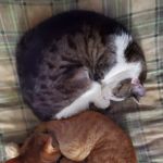 For Cats Only Veterinary Clinic