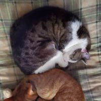 For Cats Only Veterinary Clinic ico
