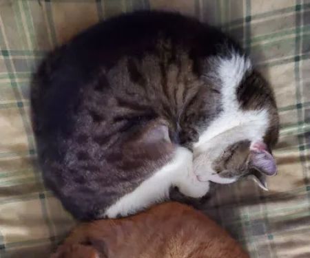 For Cats Only Veterinary Clinic