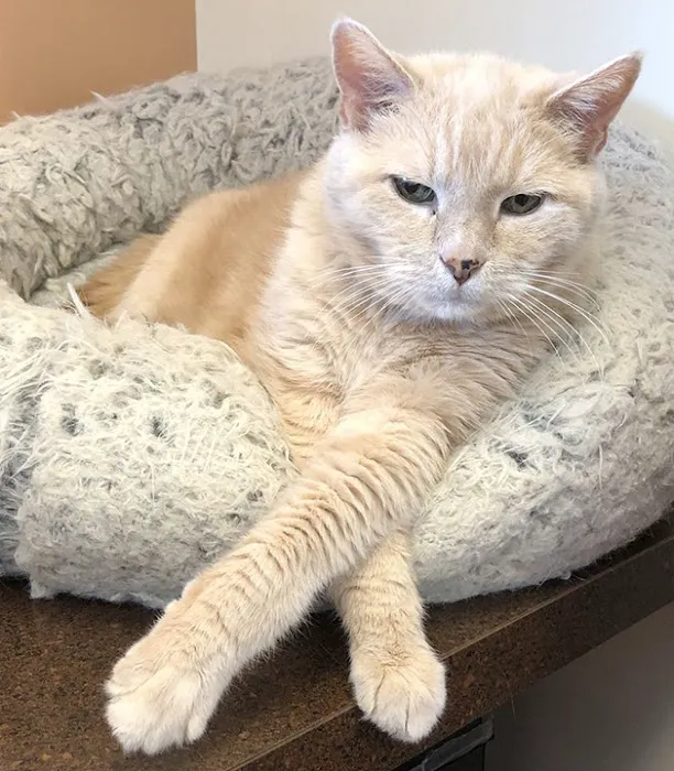 For Cats Only Veterinary Clinic Picture 3
