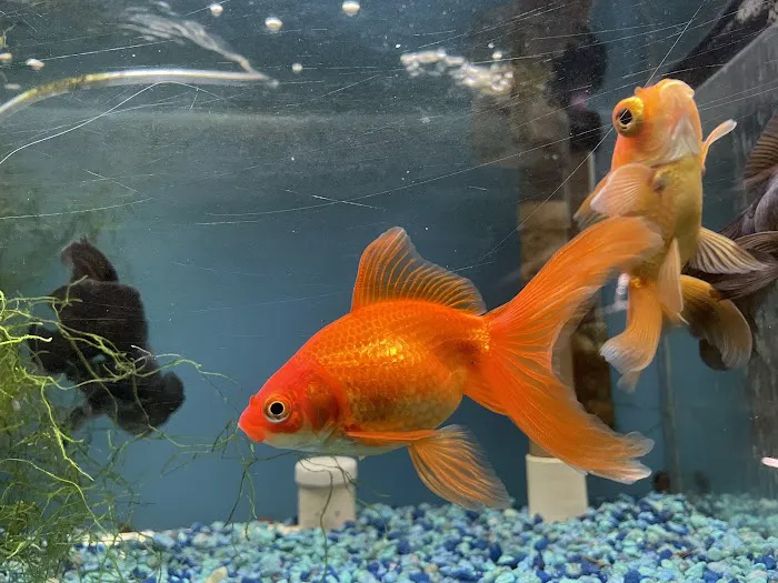 Brookfield Pets Picture 2