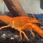 Brookfield Pets