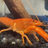 Brookfield Pets ico