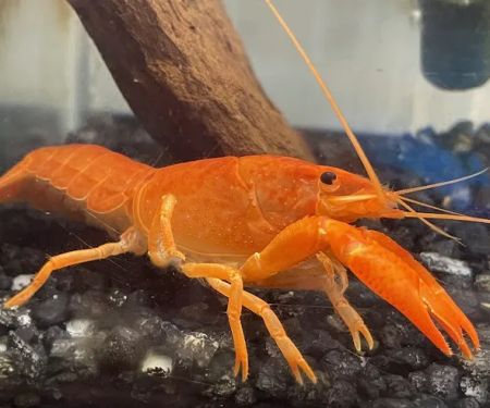 Brookfield Pets