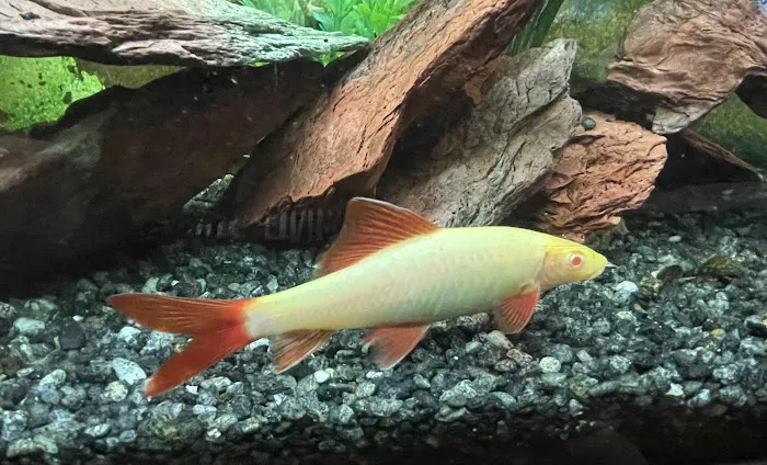 Brookfield Pets Picture 4