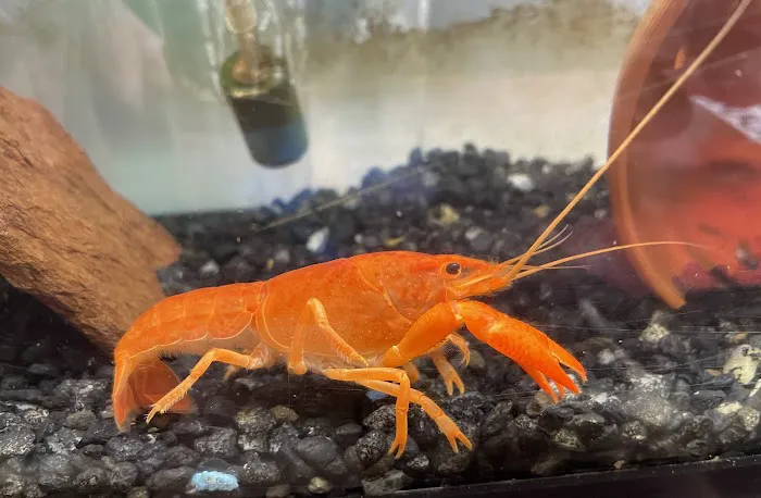Brookfield Pets Picture 9