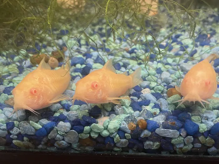 Brookfield Pets Picture 10