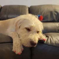 Petco ico