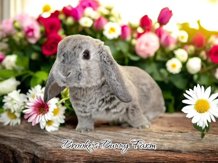 Brooke's Bunny Farm Picture 2
