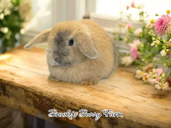 Brooke's Bunny Farm Picture 4