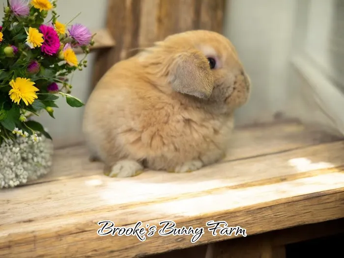 Brooke's Bunny Farm Picture 5