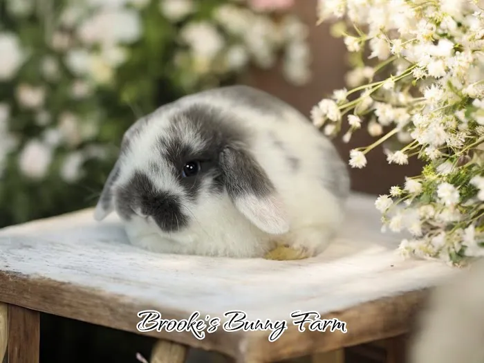 Brooke's Bunny Farm Picture 6