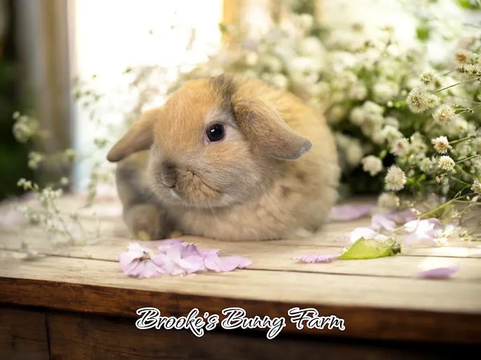 Brooke's Bunny Farm Picture 7