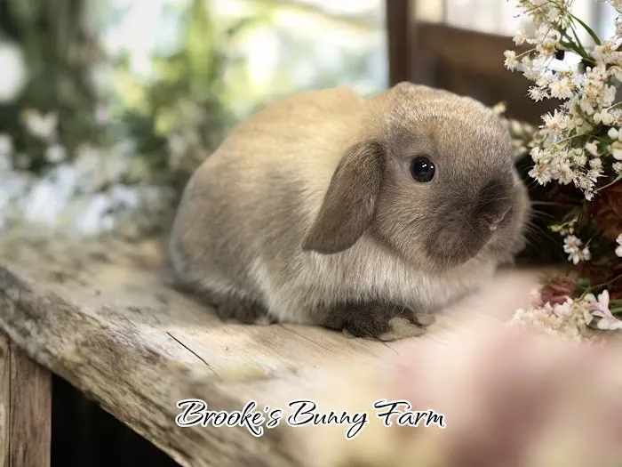 Brooke's Bunny Farm Picture 9