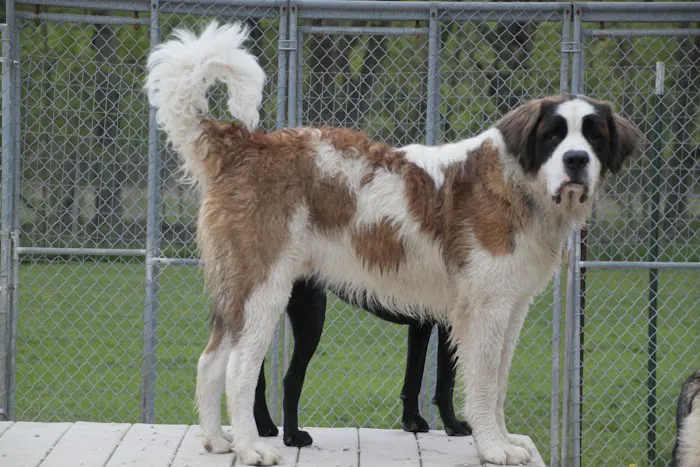 Mill Pond Veterinary Clinic & Kennel Picture 4