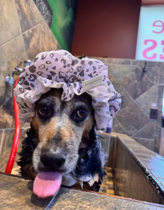 A to Z Pet Shop Picture 6