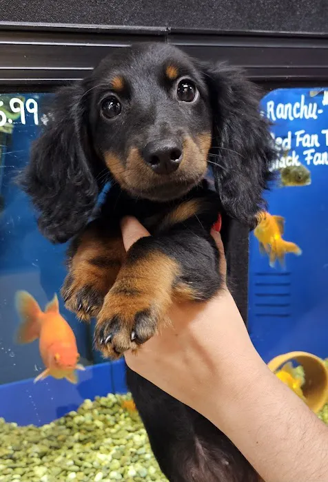 A to Z Pet Shop Picture 5