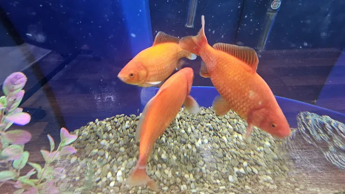 A to Z Pet Shop Picture 7