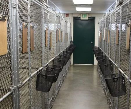 Hockessin Animal Hospital