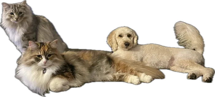 Hockessin Animal Hospital Picture 10