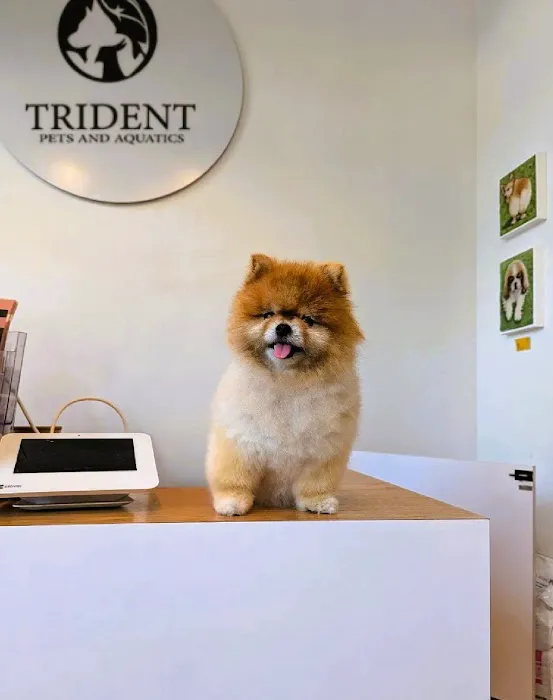 Trident Pets and Aquatics Picture 4