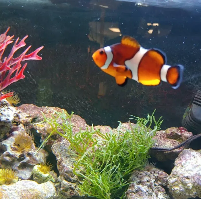 Trident Pets and Aquatics Picture 9