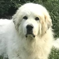 Kennett Square Veterinary Hospital ico