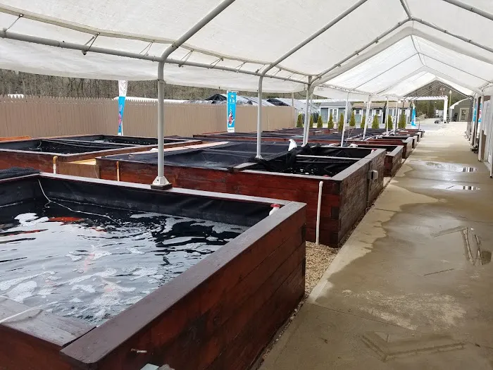 Kodama Koi Garden NY Picture 4