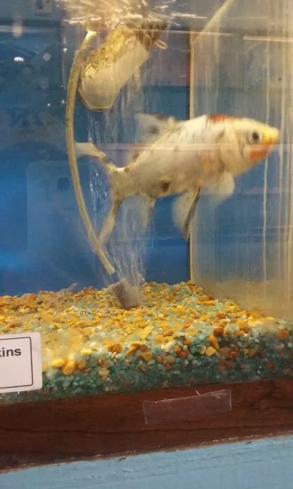 Brian's Tropical Aquarium & Pets Picture 7
