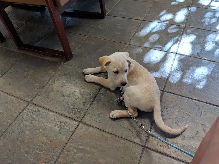 Limestone Veterinary Hospital Picture 8