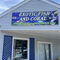 Exotic Fish & Corals ico