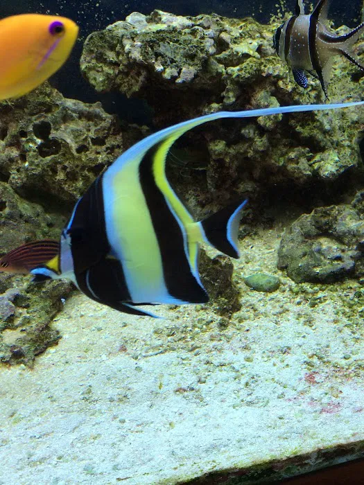 Exotic Fish & Corals Picture 6