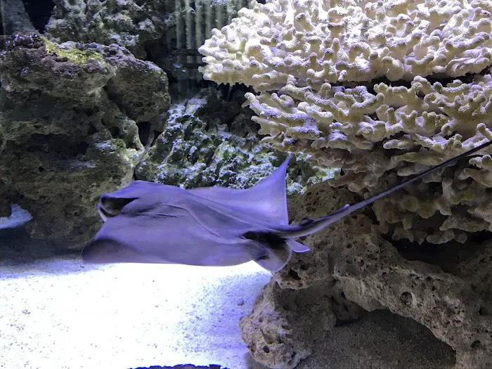 Exotic Fish & Corals Picture 8