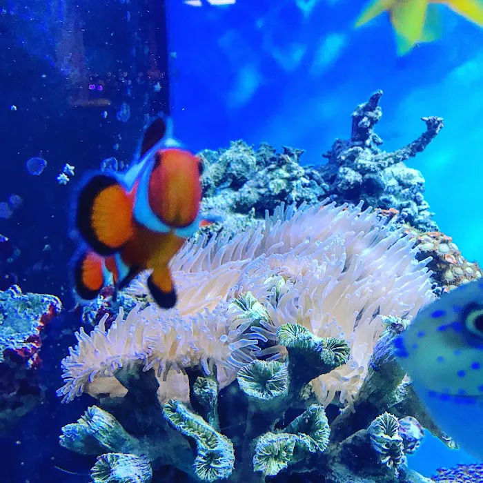 Exotic Fish & Corals Picture 10